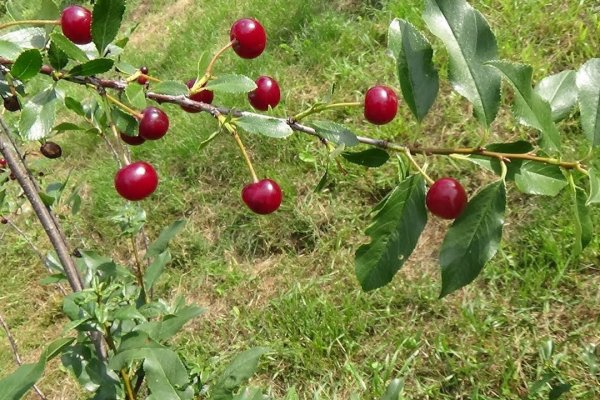 Как восстановить аккаунт кракен