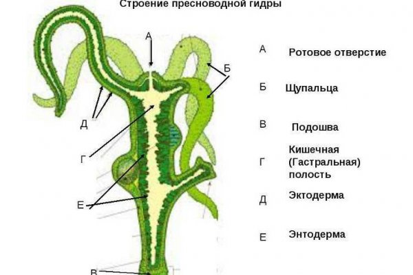 Kraken ссылка krakens13 at